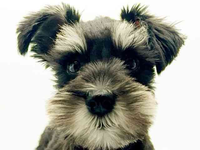 大阪府のミニチュアシュナウザー (ひごペットフレンドリーみのおキューズモール店/2025年7月29日生まれ/女の子/ブラックシルバー)の子犬の1枚目の画像