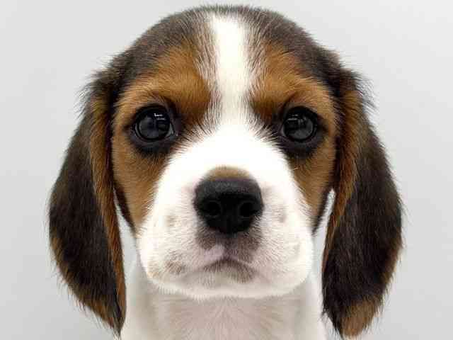 大阪府のハーフ犬・ミックス犬 (ひごペットフレンドリーららぽーとEXPOCITY店/2025年7月22日生まれ/男の子/トライカラー)の子犬