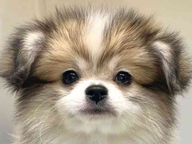 大阪府のポメチワ/チワポメ/ポメチー(ポメラニアン×チワワ) (ひごペットフレンドリーセブンパーク天美店/2025年8月2日生まれ/男の子/パーティーカラー)の子犬の1枚目の画像