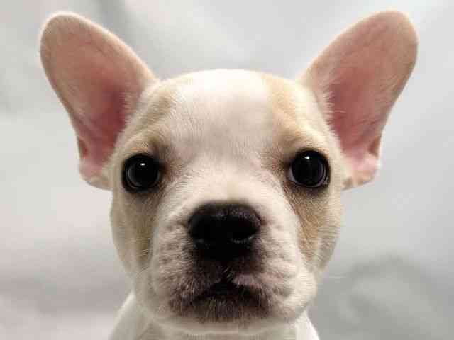 大阪府のフレンチブルドッグ (ひごペットフレンドリー堺プラットプラット店/2025年7月31日生まれ/女の子/クリームホワイト)の子犬の1枚目の画像