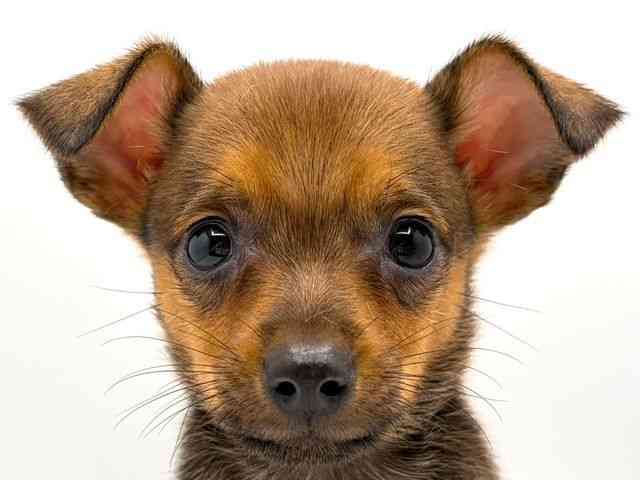 奈良県のハーフ犬・ミックス犬 (ひごペットフレンドリー田原本店/2025年8月2日生まれ/男の子/オレンジセーブル)の子犬の1枚目の画像