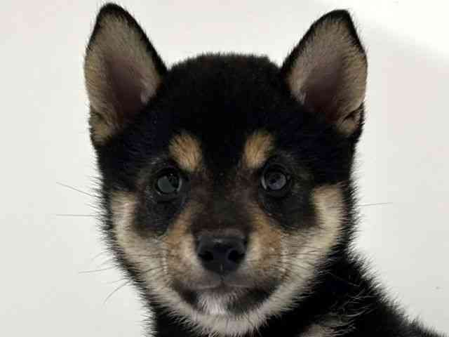 奈良県の柴犬(標準サイズ) (ひごペットフレンドリーイオンモール橿原ウエストビレッジ店/2025年8月1日生まれ/女の子/黒)の子犬の1枚目の画像