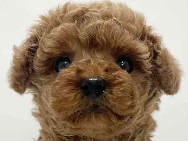 高知県のトイプードル(トイ) (ひごペットフレンドリーイオンモール高知店/2025年8月2日生まれ/女の子/レッド)の子犬の1枚目の画像