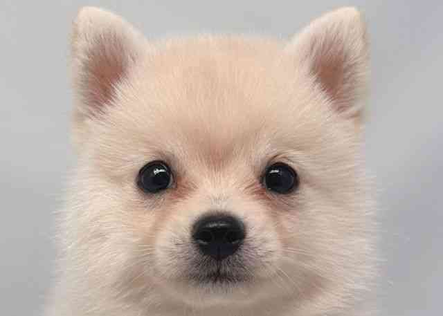 鳥取県のポメ柴/豆ポメ/ポメ豆柴(ポメラニアン×柴犬) (ひごペットフレンドリーイオンモール鳥取北店/2025年8月4日生まれ/男の子/クリーム)の子犬の1枚目の画像