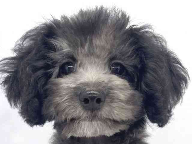 兵庫県のトイプードル(トイ) (ひごペットフレンドリーイオンタウン加古川店/2025年8月3日生まれ/男の子/シルバー)の子犬の1枚目の画像