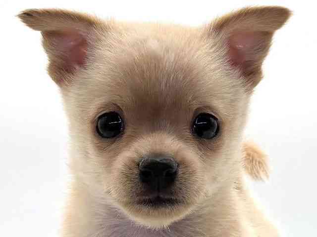 愛知県のハーフ犬・ミックス犬 (ひごペットフレンドリープライムツリー赤池店/2025年8月6日生まれ/男の子/クリーム)の子犬の1枚目の画像