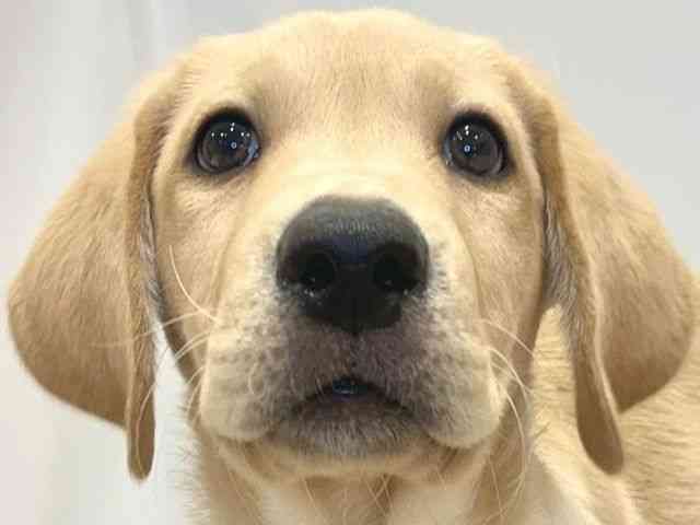 大阪府のラブラドールレトリーバー (ひごペットフレンドリーセブンパーク天美店/2025年8月6日生まれ/男の子/イエロー)の子犬の1枚目の画像