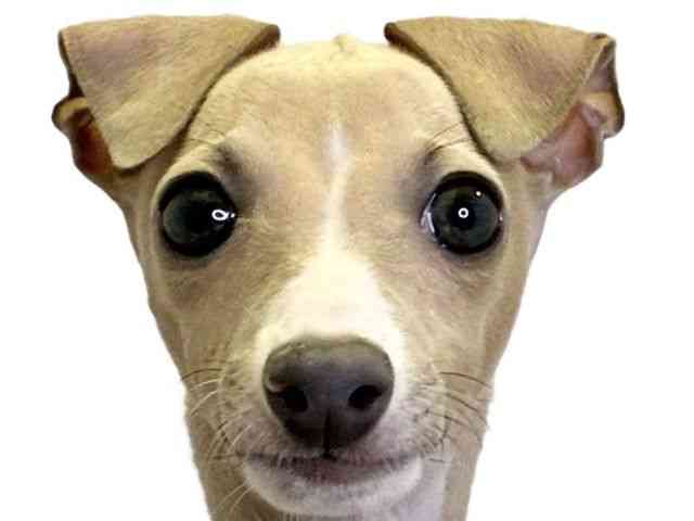 愛媛県のイタリアングレーハウンド (ひごペットフレンドリーエミフルMASAKI店/2025年8月4日生まれ/女の子/フォーンホワイト)の子犬の1枚目の画像