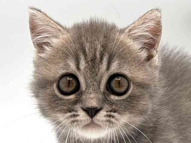 奈良県のミヌエット (ひごペットフレンドリー田原本店/2025年8月9日生まれ/男の子/ブルータビー)の子猫の1枚目の画像