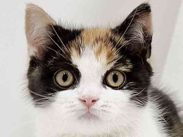 奈良県のスコティッシュフォールド (ひごペットフレンドリーイオンモール橿原ウエストビレッジ店/2025年8月10日生まれ/女の子/キャリコ)の子猫の1枚目の画像