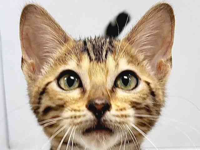 奈良県のベンガル (ひごペットフレンドリー奈良パワーシティ店/2025年8月5日生まれ/女の子/ブラウンスポットタビー)の子猫の1枚目の画像