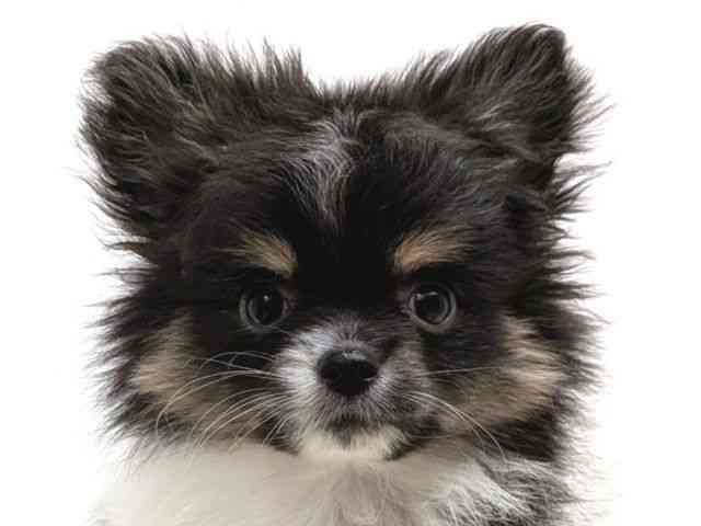 広島県のポメチワ/チワポメ/ポメチー(ポメラニアン×チワワ) (ひごペットフレンドリーゆめタウン廿日市店/2025年8月8日生まれ/女の子/ブラックホワイト)の子犬の1枚目の画像