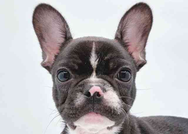 島根県のフレンチブルドッグ (ひごペットフレンドリーイオン松江ショッピングセンター店/2025年8月9日生まれ/女の子/ブリンドルホワイト)の子犬の1枚目の画像