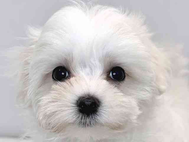 奈良県のマルチーズ (ひごペットフレンドリー奈良パワーシティ店/2025年8月6日生まれ/女の子/ホワイト)の子犬の1枚目の画像