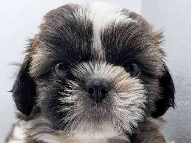 香川県のシーズー (ひごペットフレンドリーゆめタウン高松店/2025年8月8日生まれ/男の子/ホワイトゴールド)の子犬の1枚目の画像