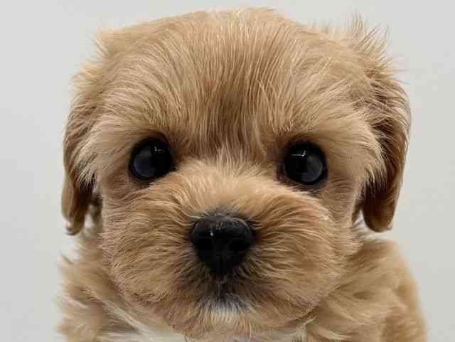大阪府のハーフ犬・ミックス犬 (ひごペットフレンドリーみのおキューズモール店/2025年8月6日生まれ/男の子/クリーム)の子犬の1枚目の画像