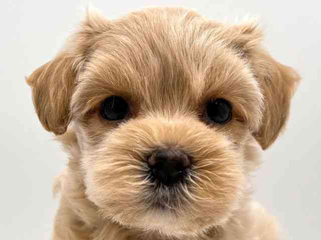 奈良県のハーフ犬・ミックス犬 (ひごペットフレンドリー田原本店/2025年8月7日生まれ/女の子/アプリコット)の子犬の1枚目の画像