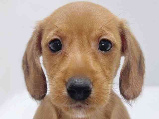 大阪府のハーフ犬・ミックス犬 (ひごペットフレンドリーイズミヤショッピングセンター千里丘店/2025年8月9日生まれ/女の子/レッド)の子犬の1枚目の画像