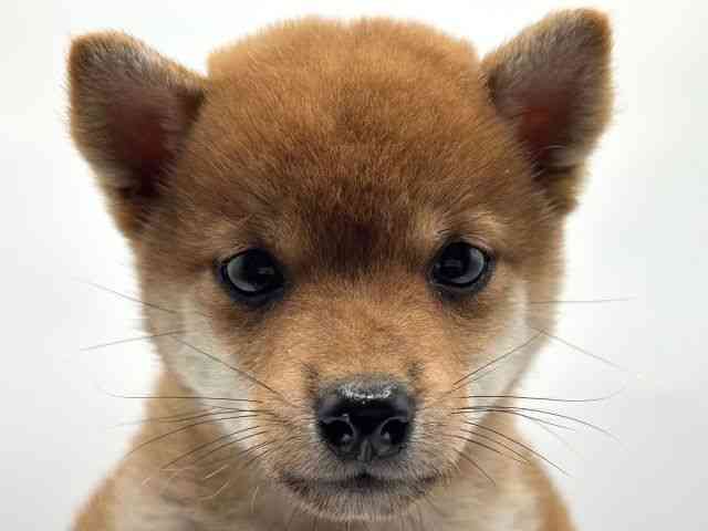 香川県の柴犬(標準サイズ) (ひごペットフレンドリーゆめタウン高松店/2025年8月10日生まれ/女の子/赤)の子犬