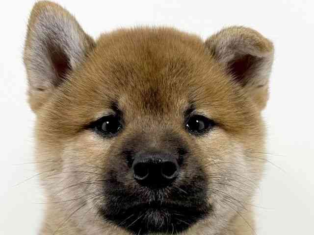 京都府の柴犬(標準サイズ) (ひごペットフレンドリーイズミヤショッピングセンター八幡店/2025年8月9日生まれ/男の子/赤)の子犬