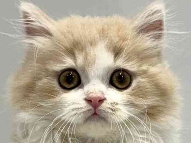 XReBbVtH[hmN[^r[zCgn