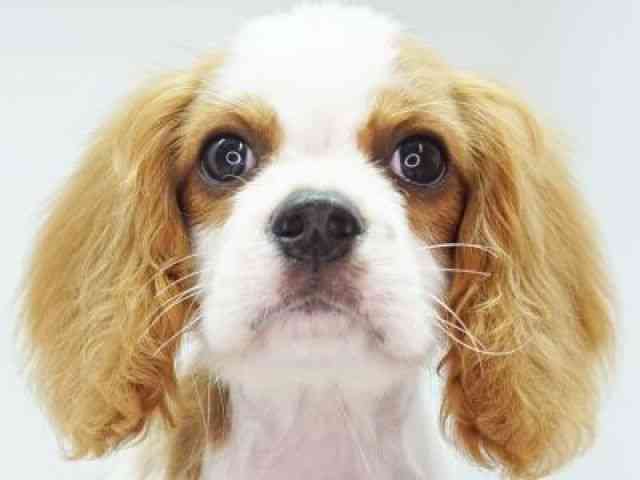 福岡県のキャバリアキングチャールズスパニエル (ひごペットフレンドリーゆめタウン筑紫野店/2025年7月7日生まれ/男の子/ブレンハイム)の子犬の1枚目の画像