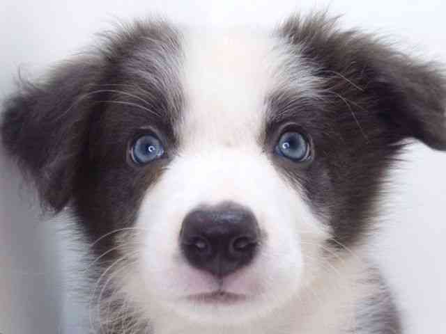 大阪府のボーダーコリー (ひごペットフレンドリーいこらもーる泉佐野店/2025年8月12日生まれ/男の子/ブルーホワイト)の子犬の1枚目の画像