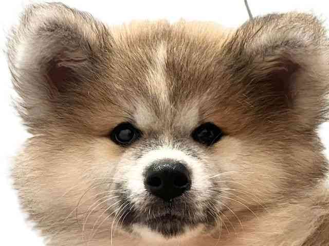 愛媛県の秋田犬 (ひごペットフレンドリーエミフルMASAKI店/2025年8月5日生まれ/女の子/赤)の子犬の1枚目の画像
