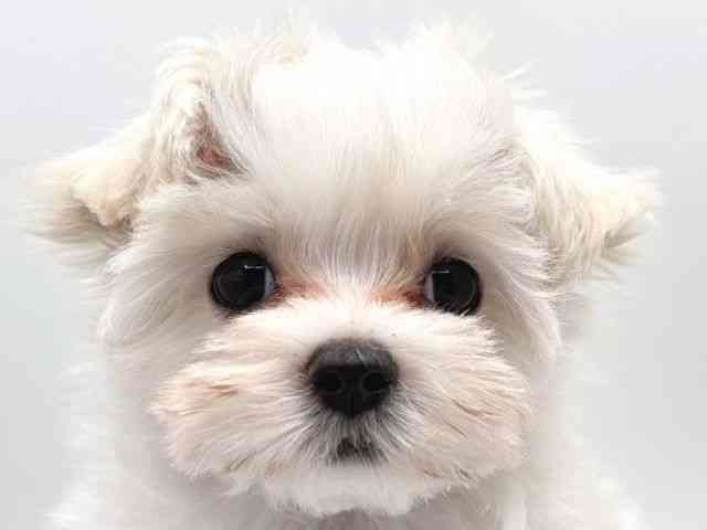 奈良県のマルチーズ (ひごペットフレンドリー田原本店/2025年8月13日生まれ/男の子/ホワイト)の子犬の1枚目の画像