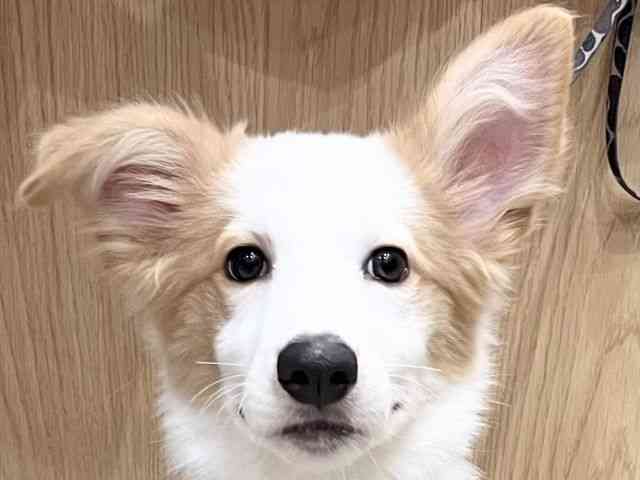 京都府のボーダーコリー (ひごペットフレンドリーイオンモール高の原店/2025年7月14日生まれ/女の子/ウィートンホワイト)の子犬の1枚目の画像