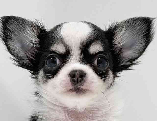 奈良県のチワワ(ロング) (ひごペットフレンドリーイオンモール橿原ウエストビレッジ店/2025年8月16日生まれ/男の子/ホワイトブラックタン)の子犬の1枚目の画像