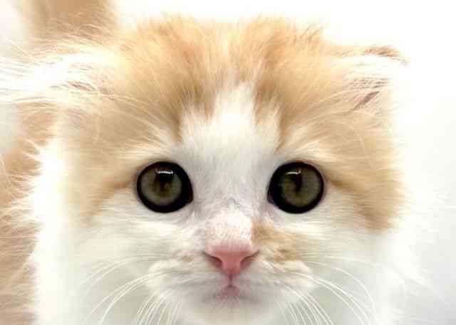 島根県のスコティッシュフォールド (ひごペットフレンドリーイオン松江ショッピングセンター店/2025年8月16日生まれ/女の子/レッドタビーホワイト)の子猫の1枚目の画像