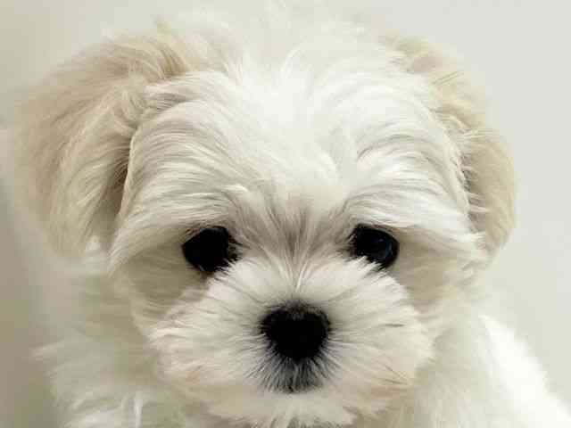 兵庫県のマルチーズ (ひごペットフレンドリーブルメールHAT神戸店/2025年8月17日生まれ/女の子/ホワイト)の子犬の1枚目の画像