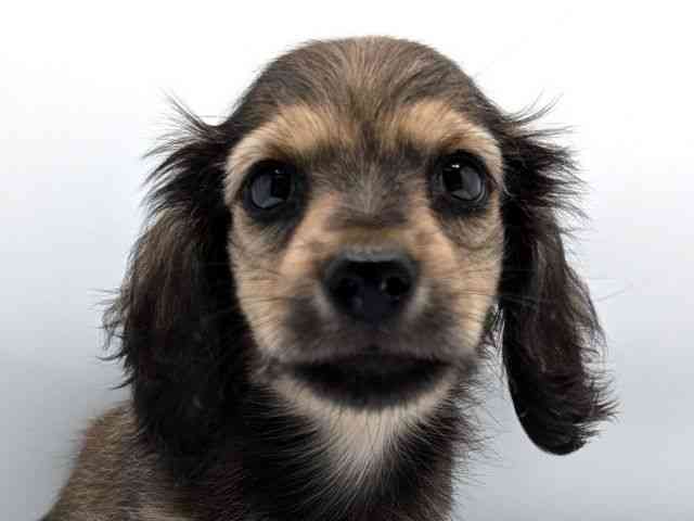 兵庫県のミニチュアダックスフンド(ロング) (ひごペットフレンドリーコロワ甲子園店/2025年8月9日生まれ/男の子/シェーデットレッド)の子犬の1枚目の画像