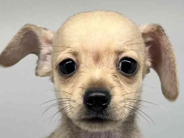 2025年8月16日生まれのチワックス(チワワ×ダックス)の1枚目の写真