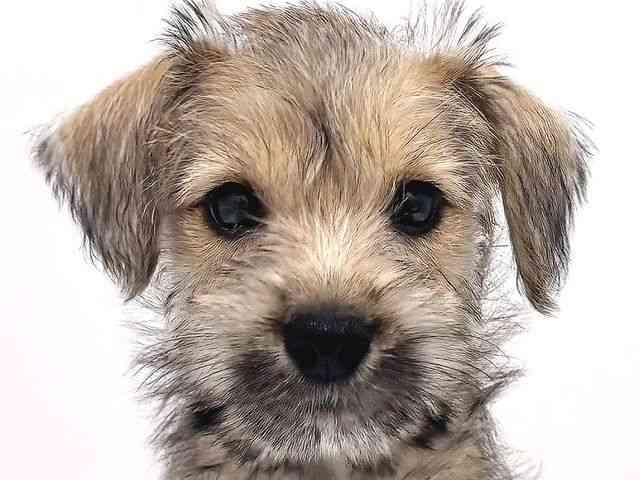 奈良県のハーフ犬・ミックス犬 (ひごペットフレンドリー奈良パワーシティ店/2025年8月16日生まれ/女の子/レッド)の子犬の1枚目の画像