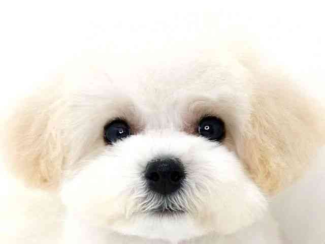 大阪府のビションプー(ビションフリーゼ×プードル) (ひごペットフレンドリーいこらもーる泉佐野店/2025年8月17日生まれ/女の子/クリーム)の子犬の1枚目の画像