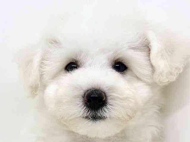 大阪府のビションフリーゼ (ひごペットフレンドリーいこらもーる泉佐野店/2025年8月15日生まれ/女の子/ホワイト)の子犬の1枚目の画像