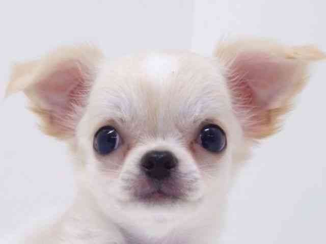 大阪府のチワワ(ロング) (ひごペットフレンドリーいこらもーる泉佐野店/2025年8月15日生まれ/男の子/ホワイトクリーム)の子犬の1枚目の画像