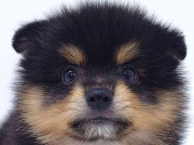 大阪府のポメラニアン (ひごペットフレンドリーいこらもーる泉佐野店/2025年8月19日生まれ/男の子/ブラックタン)の子犬の1枚目の画像