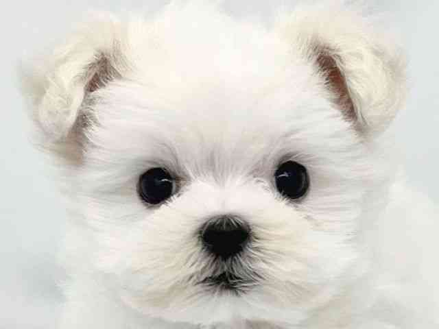 大阪府のマルチーズ (ひごペットフレンドリーイトーヨーカドー津久野店/2025年8月18日生まれ/男の子/ホワイト)の子犬の1枚目の画像