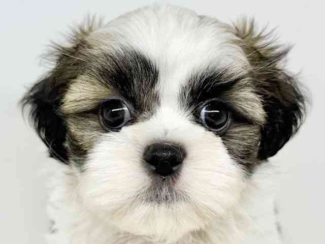 大阪府のシーズー (ひごペットフレンドリーいこらもーる泉佐野店/2025年8月14日生まれ/男の子/ゴールドホワイト)の子犬の1枚目の画像