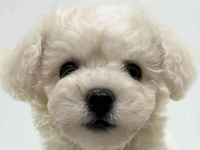 兵庫県のビションフリーゼ (ひごペットフレンドリーブルメールHAT神戸店/2025年8月19日生まれ/男の子/ホワイト)の子犬の1枚目の画像