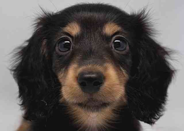 鳥取県のミニチュアダックスフンド(ロング) (ひごペットフレンドリーイオンモール鳥取北店/2025年8月19日生まれ/女の子/ブラックタン)の子犬の1枚目の画像