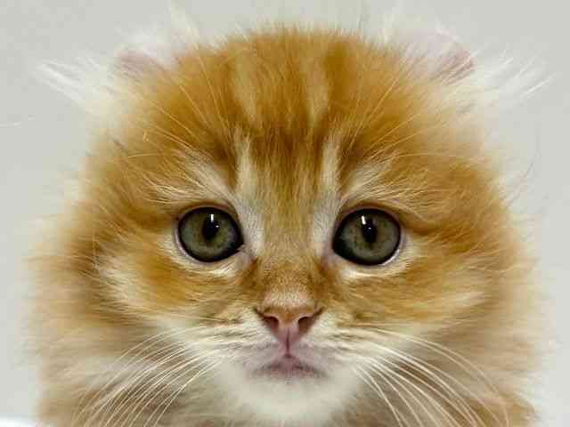 愛知県のアメリカンカール (ひごペットフレンドリーららぽーと名古屋みなとアクルス店/2025年8月20日生まれ/男の子/レッドタビー)の子猫の1枚目の画像