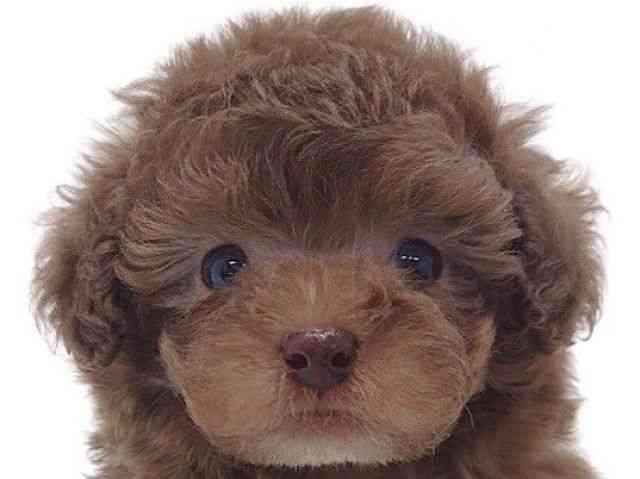 大阪府のトイプードル(トイ) (ひごペットフレンドリーいこらもーる泉佐野店/2025年8月21日生まれ/男の子/シルバーベージュ)の子犬の1枚目の画像