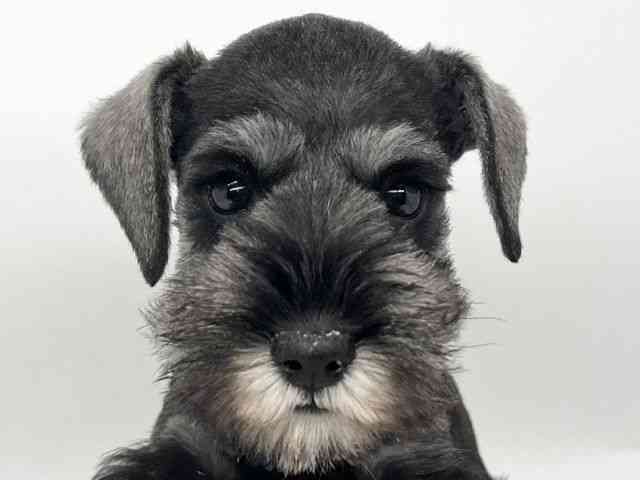 徳島県のミニチュアシュナウザー (ひごペットフレンドリーゆめタウン徳島店/2025年8月19日生まれ/女の子/ソルトペッパー)の子犬の1枚目の画像