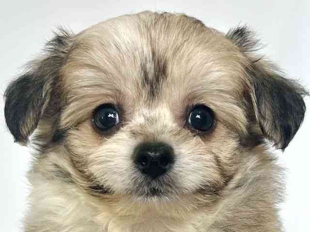 大阪府のハーフ犬・ミックス犬 (ひごペットフレンドリーアクロスプラザ住之江店/2025年8月24日生まれ/男の子/フォーン)の子犬の1枚目の画像