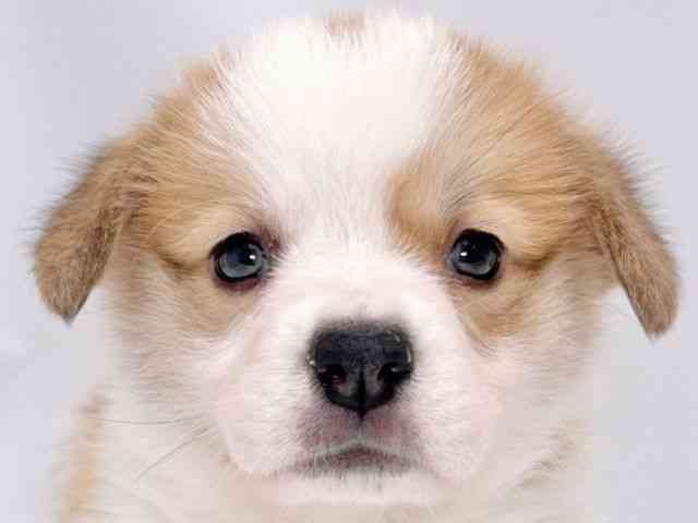 大阪府のウェルシュコーギーペンブローク (ひごペットフレンドリーイズミヤショッピングセンター千里丘店/2025年8月24日生まれ/男の子/レッドホワイト)の子犬の1枚目の画像