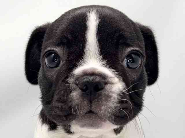 京都府のフレンチブルドッグ (ひごペットフレンドリー洛北阪急スクエア店/2025年8月21日生まれ/男の子/パイド)の子犬の1枚目の画像